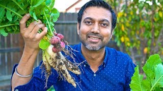 How to Grow Lots of Radish  Mooli [upl. by Gayle]