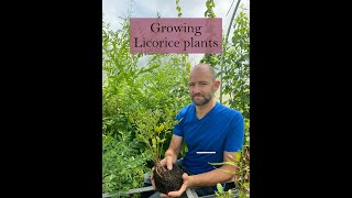 Growing Licorice Plants for Medicine [upl. by Furey]