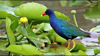 Purple Gallinule [upl. by Boynton]