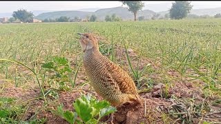 Gray Teetar ki awaz layyah today Teetar ki masti Gray francolin voice tetar ki awaz [upl. by Annaerda]