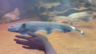 Feeding HUGE 18 inch Black Ghost Knifefish and 2ft Fire Eel [upl. by Ylerebmik31]