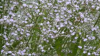 Limonium Latifolium [upl. by Saffian]