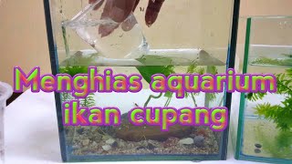 Cara menghias aquarium ikan cupang [upl. by Arand331]