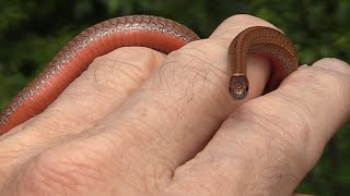 Small Red Bellied Snake [upl. by Orvan]