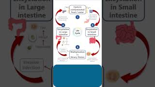 LIFE CYCLE of ENTAMOEBA HISTOLYTICA pathology microbiology parasitology lifecycle lifecycles [upl. by Eybbob]