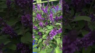 Growing Butterfly Bush Tips Lo amp Behold Blue Chip Jr Buddleia butterflybush gardeningtips plants [upl. by Air]