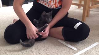 Swimmers Syndrome Kitten  How To Make Tape Leg Support [upl. by Isak313]