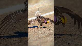 ave zaouli zauli bird dancing bird to woo the female zaoulibird birds art dance ytshorts [upl. by Chloris26]