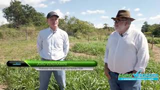 Universidade da Flórida UFNT e UFRA estudam híbridos de Brachiaria [upl. by Tahp]