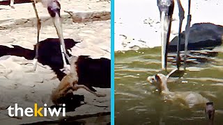 Strange bird attacks fawn and tries to drown it [upl. by Norek]