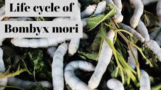 Life cycle of bombyx Mori [upl. by Sarid724]