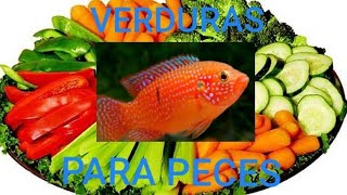 ¿ESTA MAL DARLES VERDURAS A TODOS LOS PECES [upl. by Asenaj]