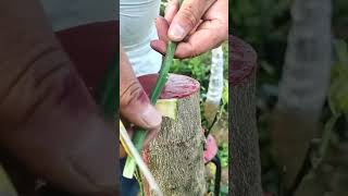 You Wont Believe How Easy Grafting Can Be with This Technique [upl. by Pals]