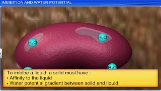 CBSE Class 11 Biology  Transport in Plants Part 1  Full Chapter  By Shiksha House [upl. by Blader610]