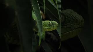 African green bush viper🐍🫣  shorts viral snake [upl. by Yerfdog276]