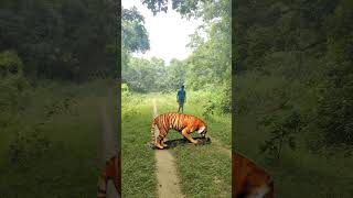 Tiger kll the man in forest tiger wildlife trending vtr shorts viral [upl. by Humpage]