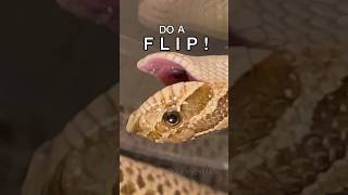 DO A FLIP snake frog reptile [upl. by Hayikaz13]