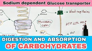 Digestion and absorption of carbohydrates By phanindra Gupta  Bio science [upl. by Ahsatam445]