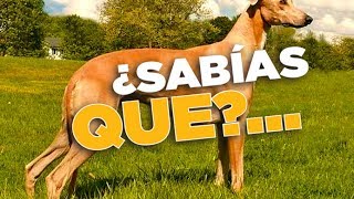 20 CURIOSIDADES SOBRE LOS GALGOS [upl. by Nylkcaj]