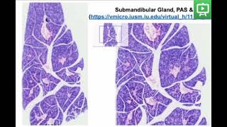 Salivary glandshistology practicalvirtual microscope [upl. by Rosinski]