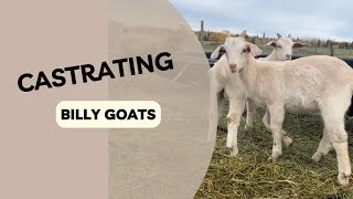 How to CASTRATE Goats [upl. by Lenod406]