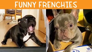 Funny French Bulldog  TikTok Compilation [upl. by Ferd767]