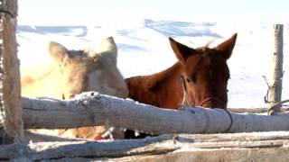 Tsagaan sar zuraglal [upl. by Samaj980]