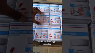 Petsella Brine Shrimp Eggs Capsules 90 hatch rate brineshrimp petsellq [upl. by Inalem91]