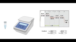 Gradient PCR  Principle [upl. by Combe]