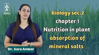 Biology sec2  chapter 1  Nutrition in plant  absorption of mineral salts [upl. by Anpas]