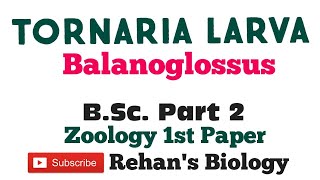 Tornaria Larva in Hindi Balanoglossus Rehans Biology BSc Part 2 Zoology [upl. by Bertsche]