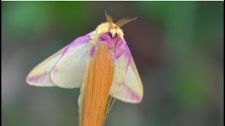 ADORABLE Rosy Maple Moths and their RARE Variations Dryocampa rubicunda [upl. by Christie]