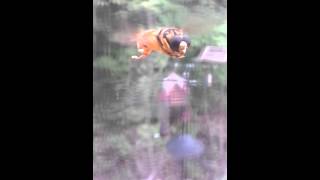 Video of hoverfly flying and making hoverfly buzzing sound  noise [upl. by Sidnee303]