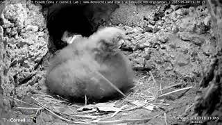 Bermuda Petrel Chick Returns From Investigating Burrow Tunnel – May 4 2022 [upl. by Pirri]