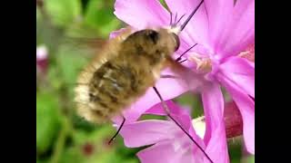 Le grand bombyle est une espèce dinsectes diptères brachycères de la famille des Bombyliidae [upl. by Evreh52]