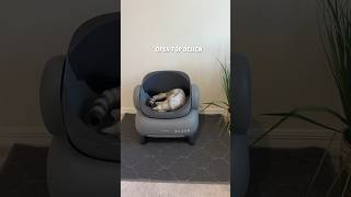 Self cleaning litter box review from Neakasa cats petcare catcare litterbox catlover cat [upl. by Miharba717]