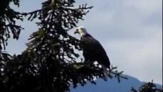 eagle prey baby squawk orca swim  with close up footage of orca Springer A73 and calf [upl. by Gnihc]