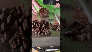 Cutting Pine Cones [upl. by Uriia]