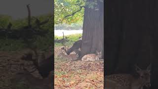 Richmond Park deers Part B richmondpark [upl. by Nahtnhoj801]