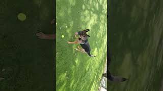 Minneola Florida dog park October 31 2024 Part 2 [upl. by Nidorf]