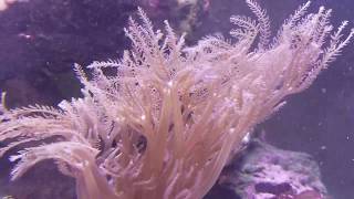 Giant Anthelia in our 240 gallon salt water Aquarium [upl. by Nirehtak340]