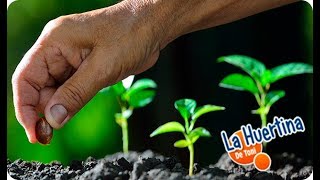 CALENDARIO DE SIEMBRA Que SEMBRAR Y PLANTAR A Finales De Invierno O Primavera  Cultivar [upl. by Eleaffar]