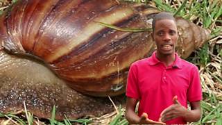 Snail Farming in Nigeria Free Practical Training on Our Farm [upl. by Nymrak617]