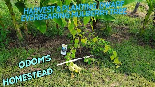 Harvest amp Planting Okra Beans Tomatoes Peppers Potatoes and Dwarf Everbearing Mulberry Tree [upl. by Hale]