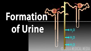 Formation of Urine  Nephron Function Animation [upl. by Rekoob940]