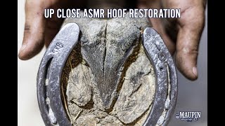 Up Close FARRIER ASMR  Satisfying Hoof Restoration [upl. by Cinomod406]