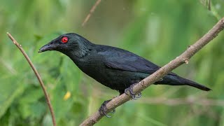 GLOSSY STARLING EXOTIC BIRDSNOISIEST SPECIES BIRDSFOREST SOUND CALLhmetv5490 [upl. by Gone]