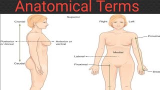 Anatomy positions of body in Urdu  Anatomical terms and directions [upl. by Drofdeb542]