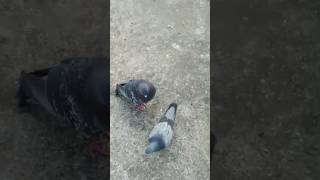 kabutar ki videos punjabisong punjabi rap pigeon pegeonlover bird kabutar pigeonlover [upl. by Hamehseer378]