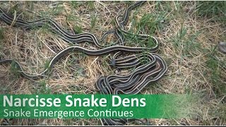 Narcisse Snake Dens [upl. by Ace]